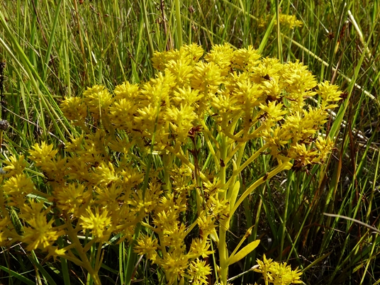 {Polygala ramosa}